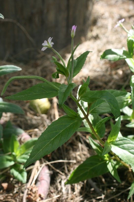 Willow Herb